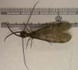 Dobsonfly