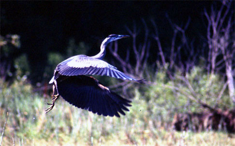 Blue Heron Taking off
