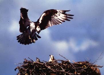 Osprey Landing