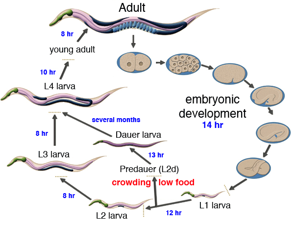 C. elegans life cycle