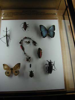 insects_2