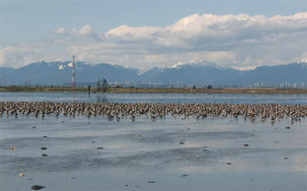 Shorebird flock on mud flat with Mountains