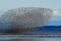 gigantic shorebird flock