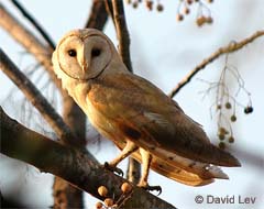 Barn Owl perching in tree