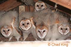Five baby Barn Owls
