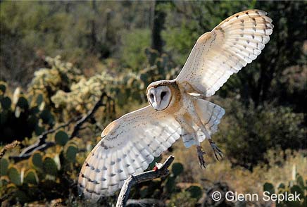 flying Barn Owl