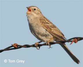 singing male Brewer's Sparrow