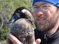 Eric Anderson and eider