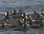 flock of Surf Scoters