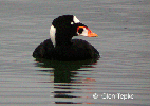 Surf Scoter
