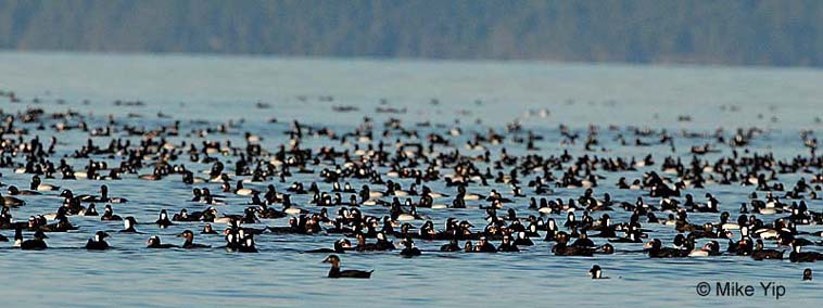 large flock of ducks feeding on herring spawn
