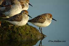 Western Sandpipers