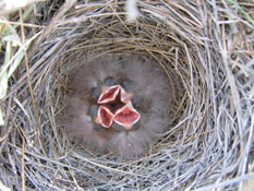 Vesper Sparrow babies