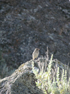 Vesper Sparrow perching