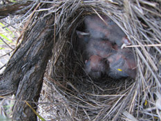 Lark Sparrow nestlings