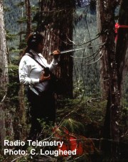 cateli.jpg (16712 bytes)