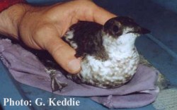 cglenmam2.jpg (11302 bytes)