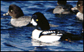 Barrow's Goldeneye