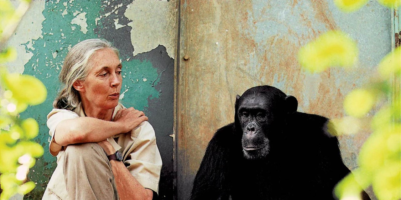 Dr. Jane Goodall