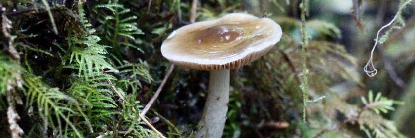 image of mushroom in forest