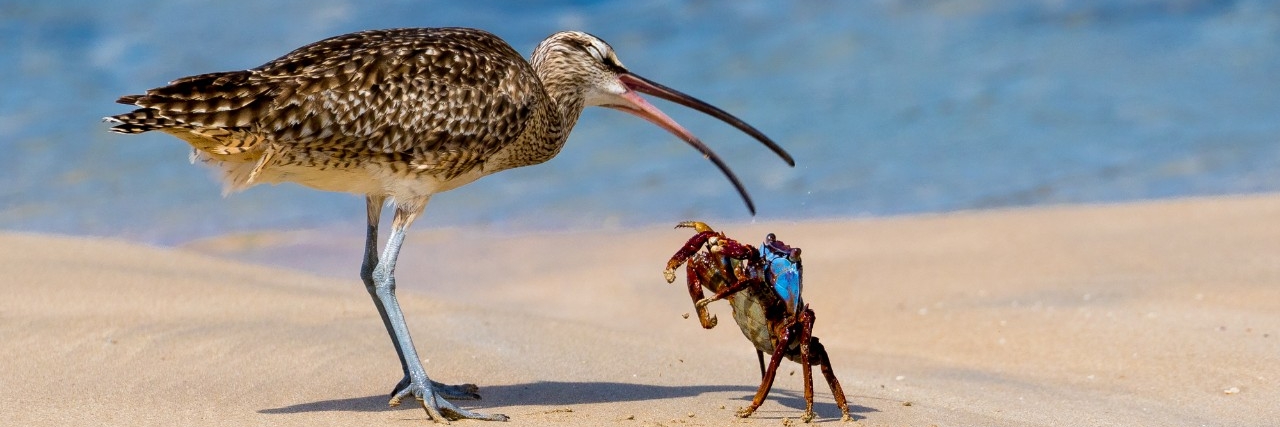 image of bird and crab on seashore