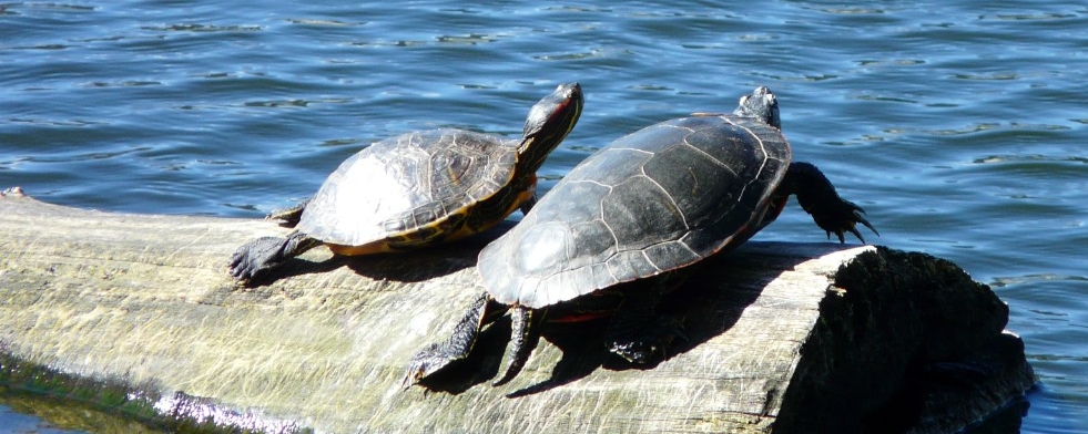 image of turtles on a log