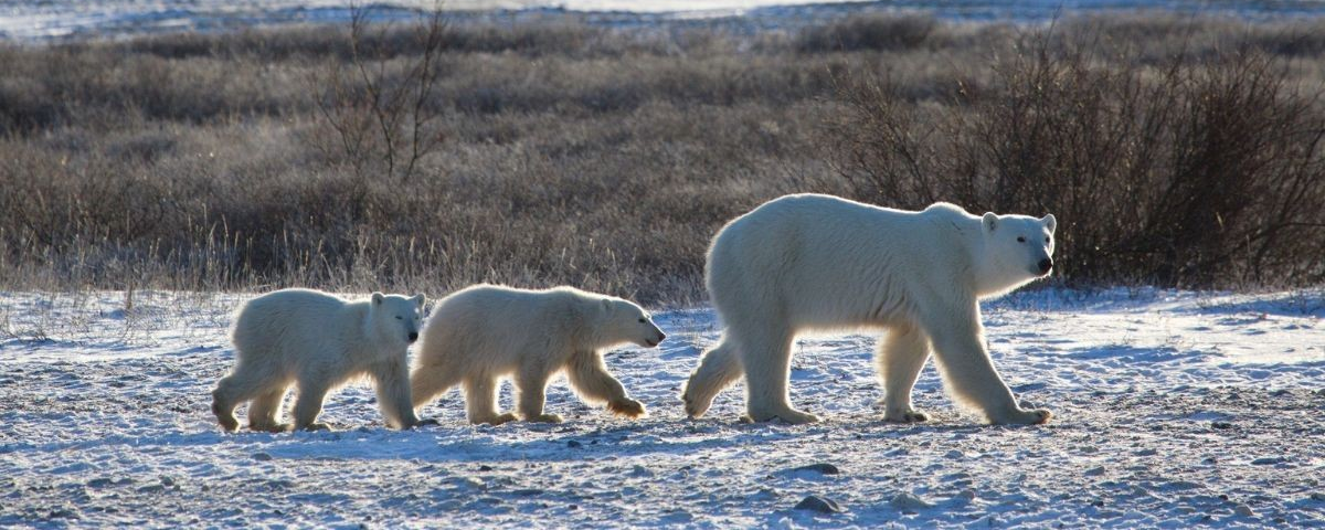 Protecting polar bears aim of new and improved radar technology