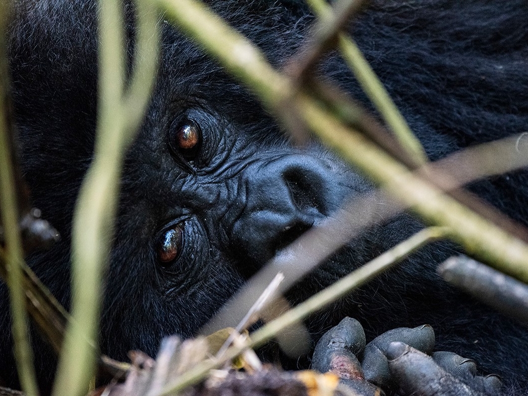 Resting Baby Gorilla
