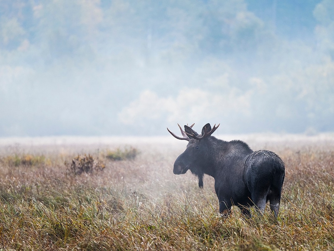 Bull Moose – Great Bear Rainforest Headwaters