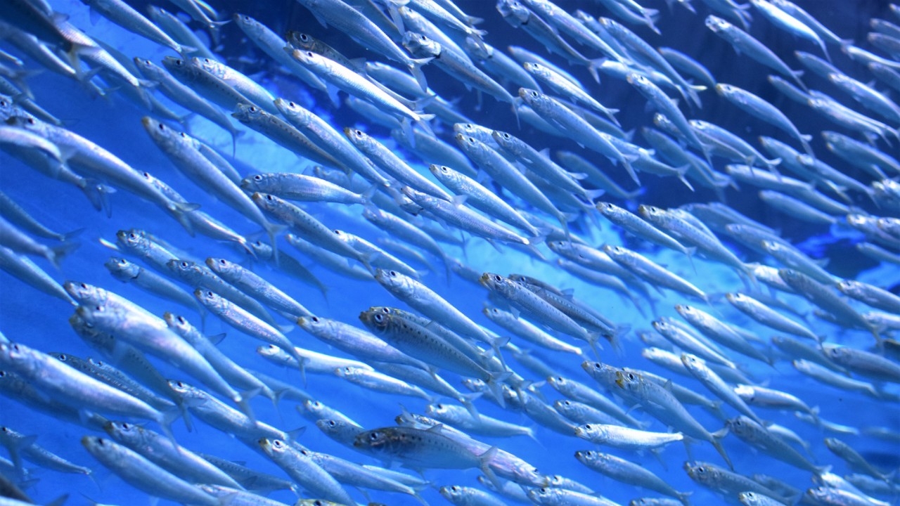 Pacific herring 