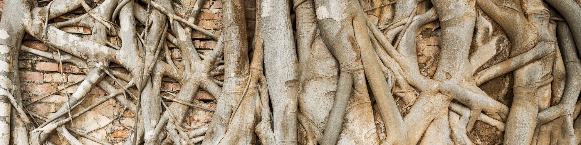 An image of Banyan treet roots growing over and through a red-clay brick wall.