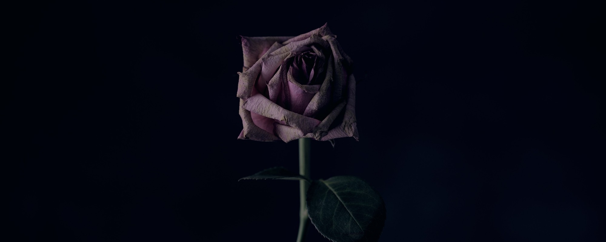 A rotting pink rose on a black background