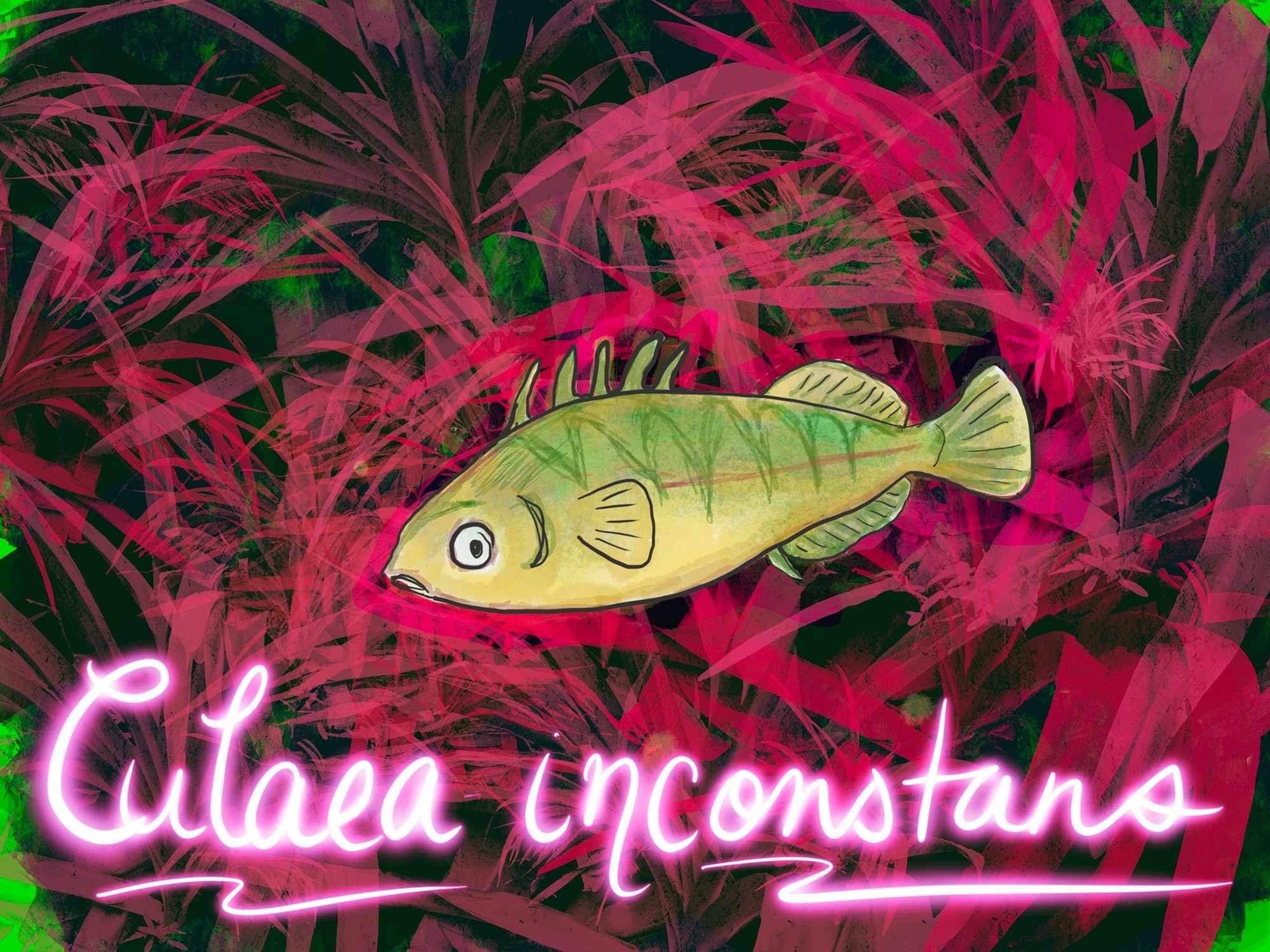 A drawing of a brook stickleback (culaea inconstans) on an abstract background of colourful sea plants, with the text "culaea inconstans" below.