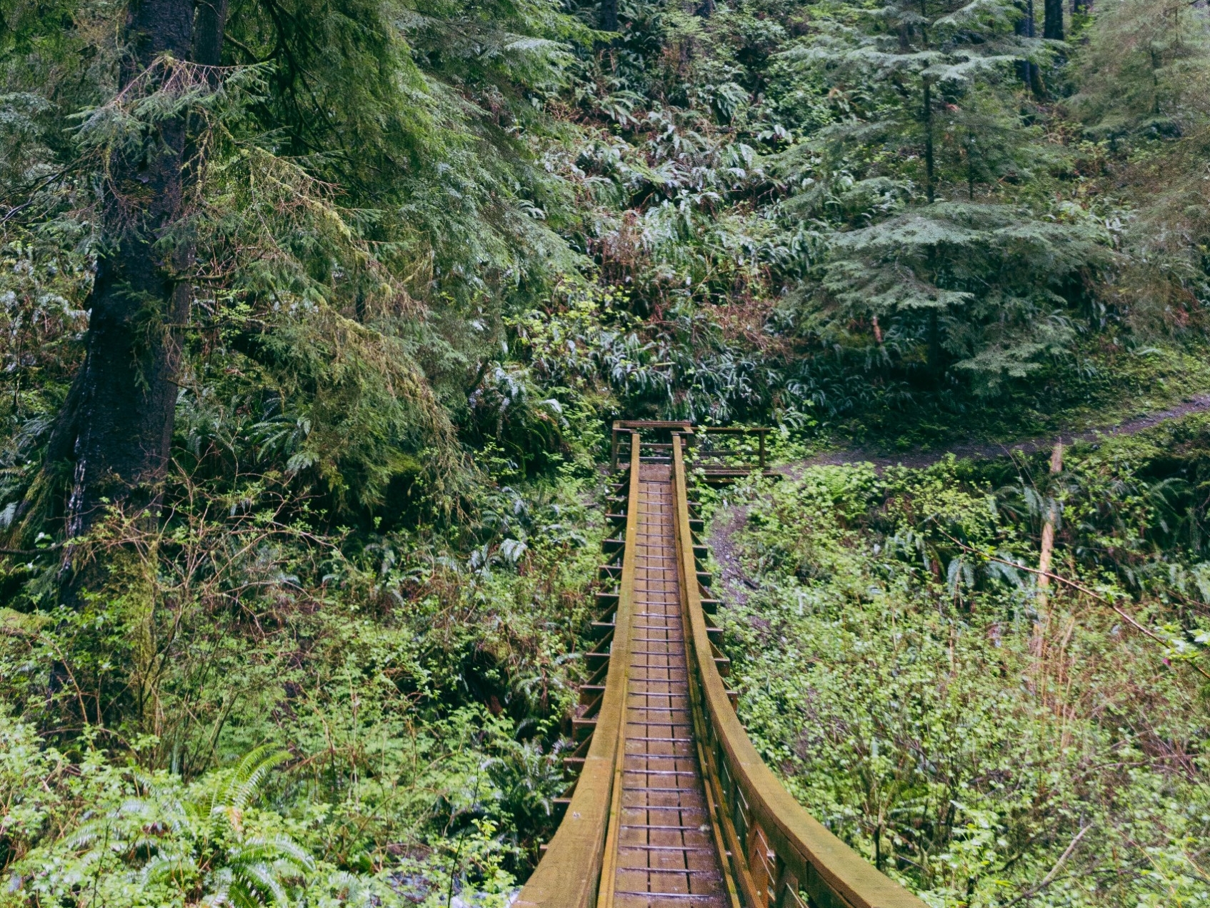 Suspension bridge made in the forest