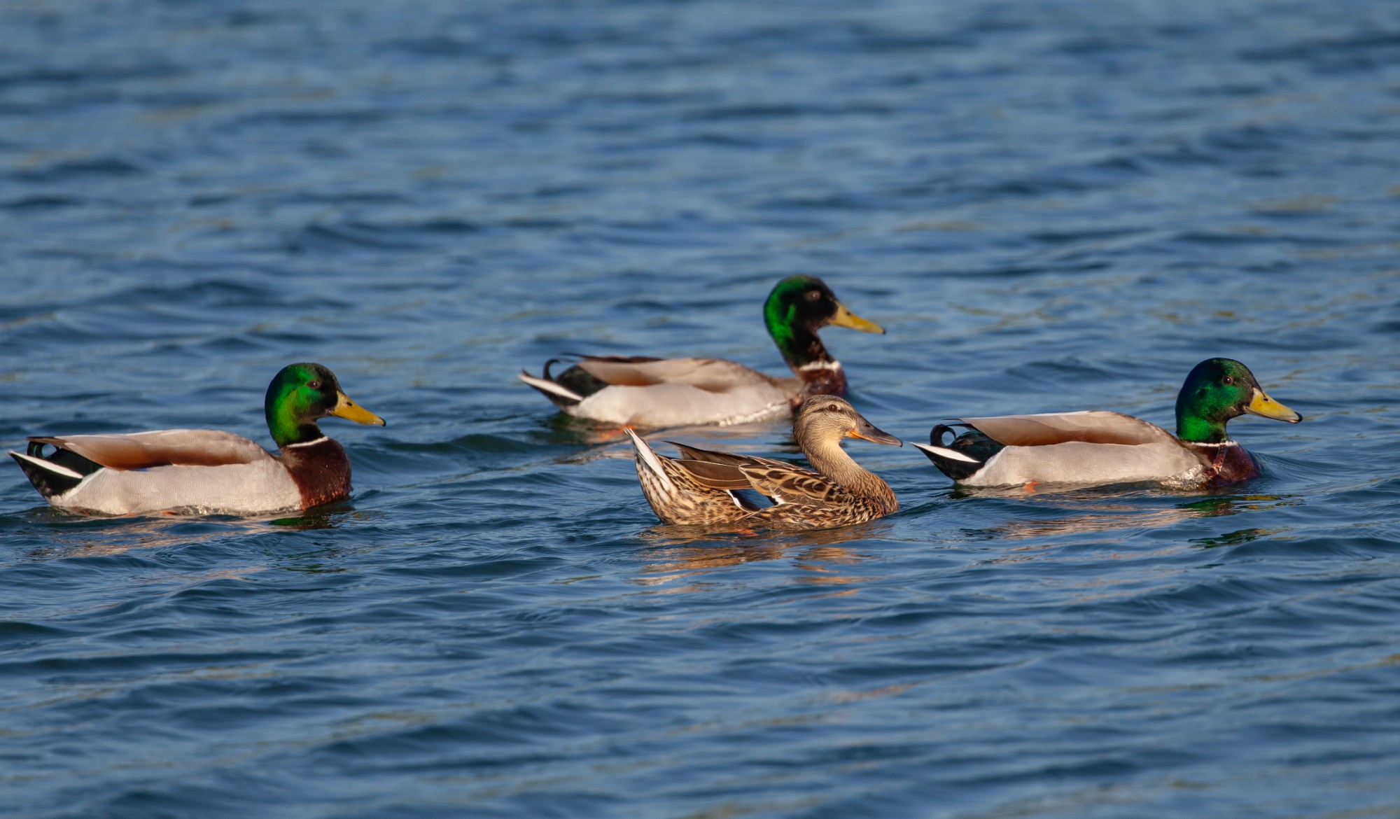 Group of mallard ducks swimming in a pond during daylight