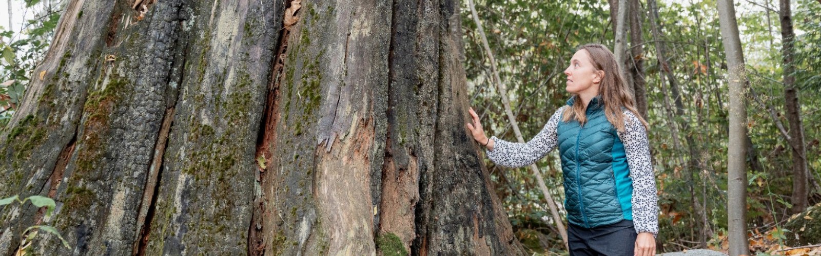 Banner photo of a researcher with hand placed on the trunk of a magnificent redwood tree with a lush forest in the background