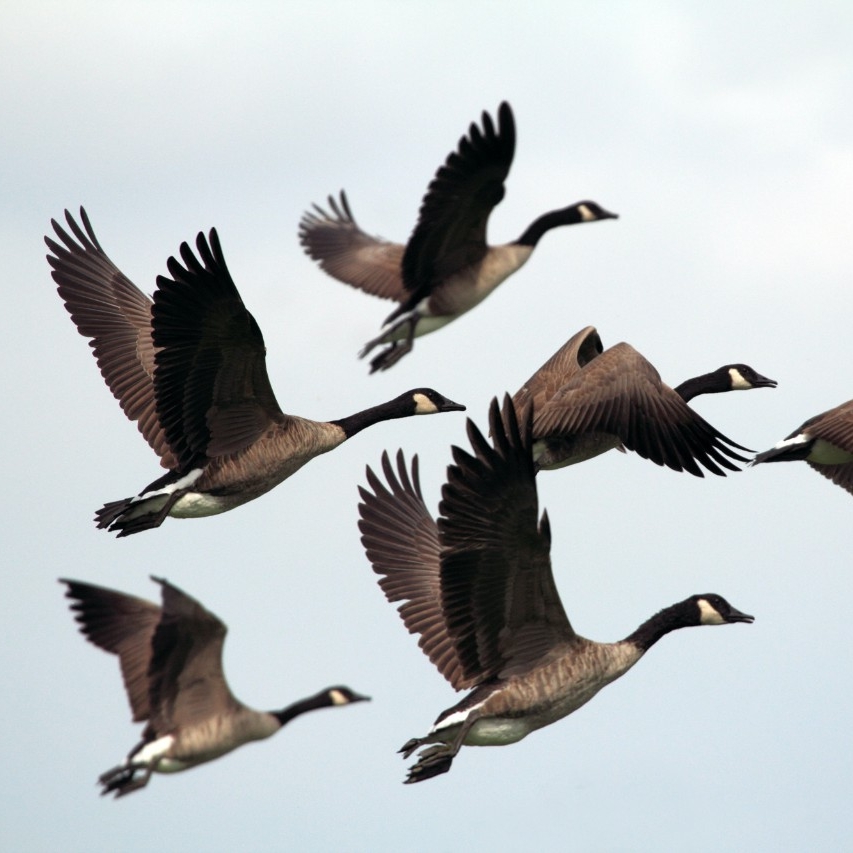 Centre for Wildlife Ecology, flying Canada geese