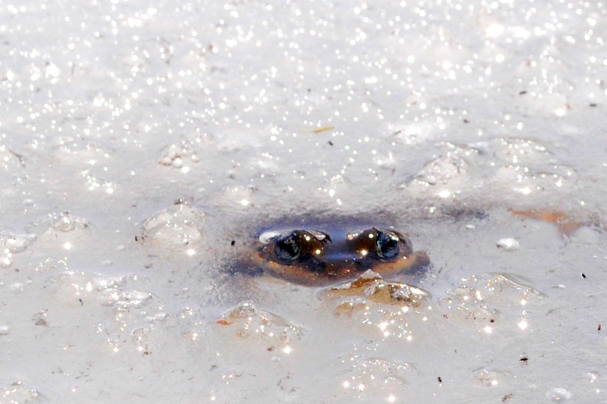 http://www.sfu.ca/content/sfu/sfunews/stories/2019/01/warmer-drier-mountains-double-whammy-for-cold-adapted-amphibians/jcr:content/main_content/image.img.2000.high.jpg/1548441383751.jpg