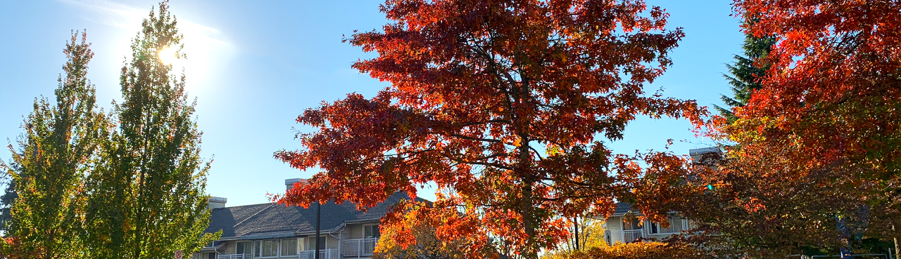 Trees with red and yellow leaves around the Residence and Housing Townhouses 