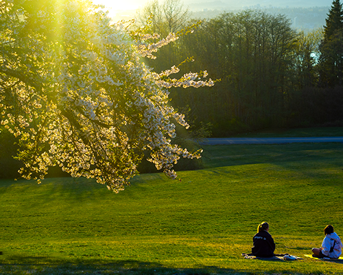 Two friends sitting on a green feild besides a cherry blossom tree