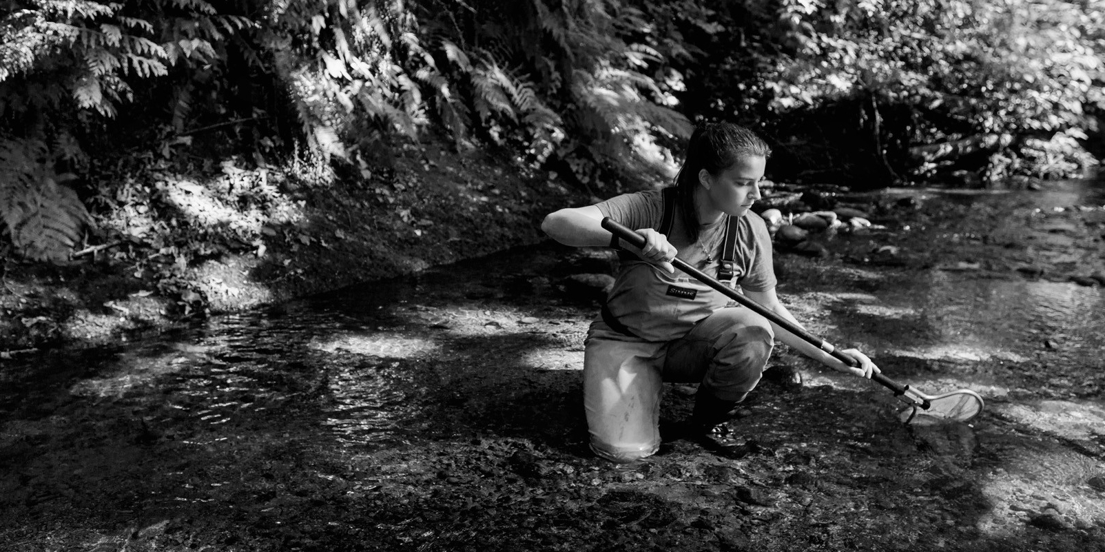 A researcher wearing waders and their hair in a long ponytail kneels on one knee in a creek, using a long net to collect samples. Behind them the creek embankment is thick with coastal rainforest flora.