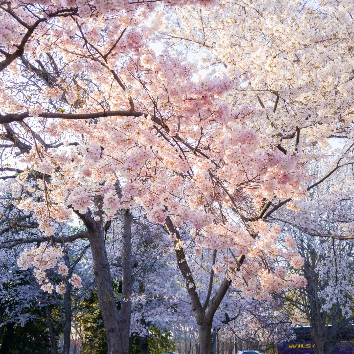 Cherry Blossom trees in full bloom