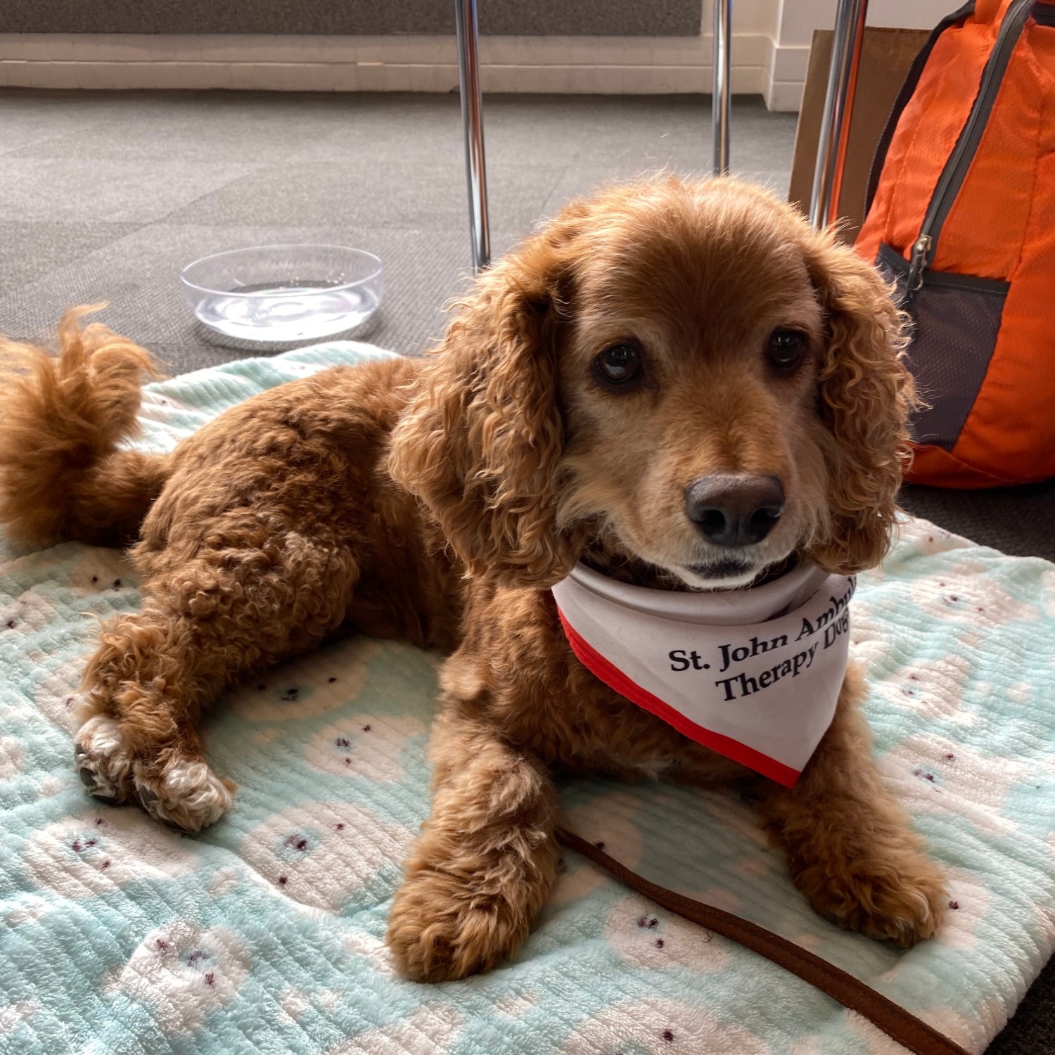 Toby, a small caramel coloured dog, laying on a blanket and wearing a St. John's Ambulance bandana at Dog Therapy event 
