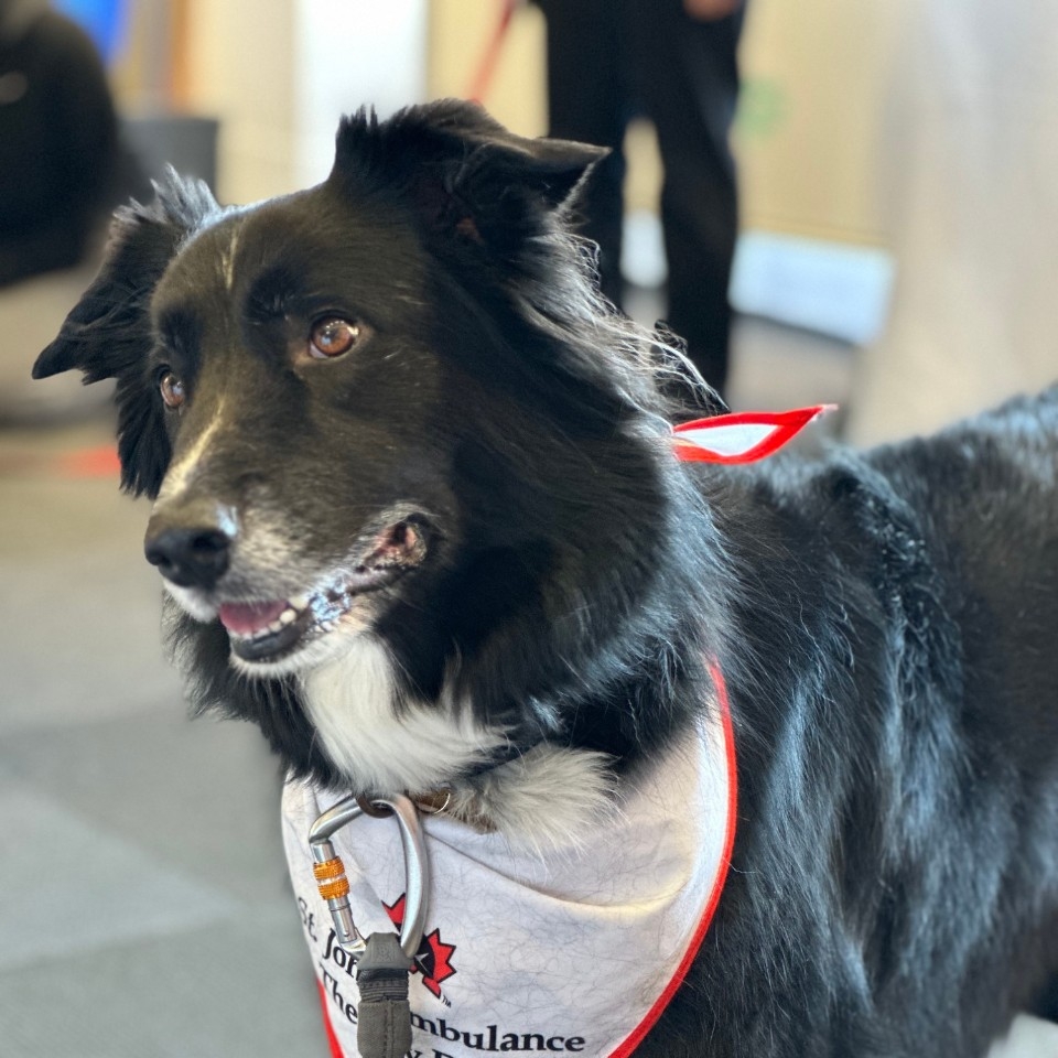 Inca, a black and white dog, wearing a St. John's Ambulance bandana at Dog Therapy event 