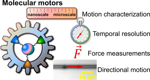 observing molecular motors