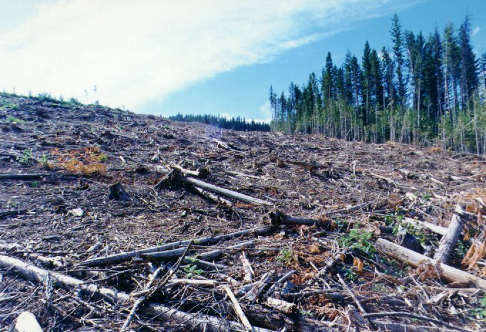 Clearcut Lodgepole Pine forest at Salmon River watershed (1994)