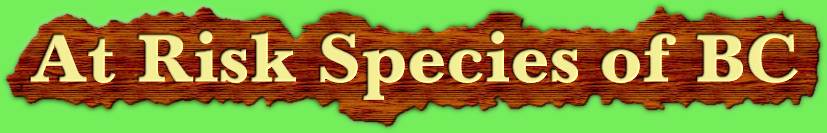 The Atlas of At Risk Species in BC