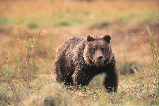grizzly with salmon