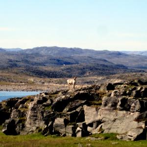 Aivirtuuq ('the place where there are walruses') is located on a peninsula south