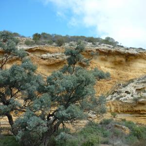 Ngaut Ngaut Devon Downs Archaeology Mannum Aboriginal Community South Australia